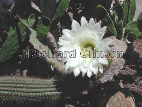 Mission-flower-garden-show-