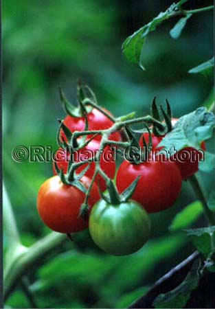 cherry-tomatos
