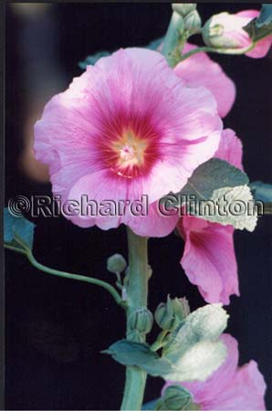 hollyhock-1