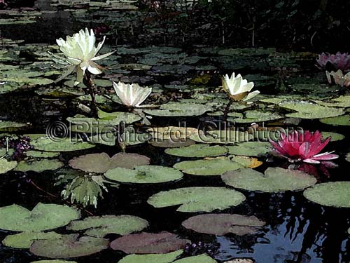 liliesmission3white1redwate