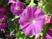 Morning-Glory4312