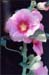 hollyhock-1