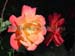 roses4267