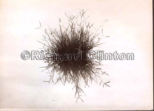 grass-tuft-in-a-puddle-at-B